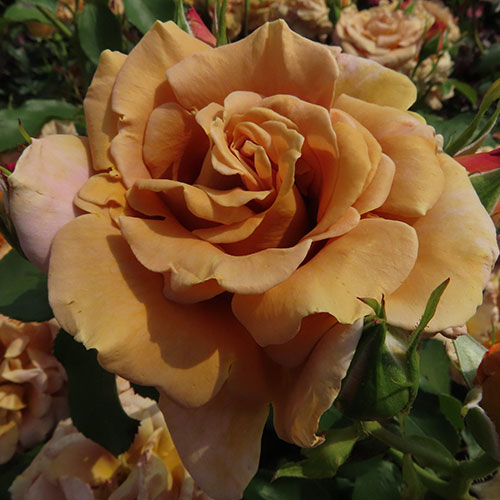 Trandafir Honey Dijon