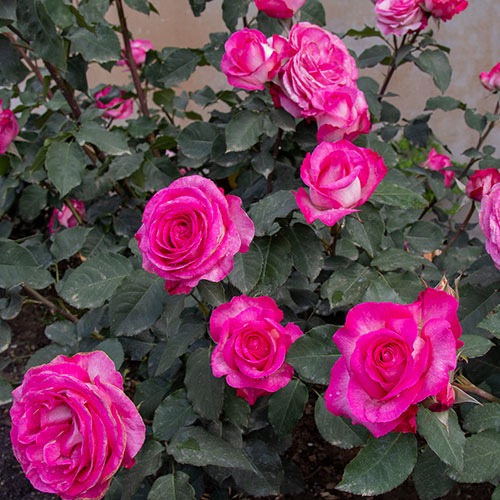 Trandafir Luisa Spagnoli