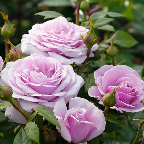 Trandafir Pacific Blue