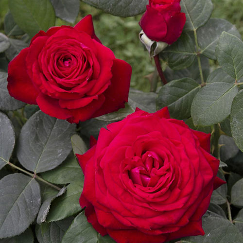 Trandafir Primo Bacio