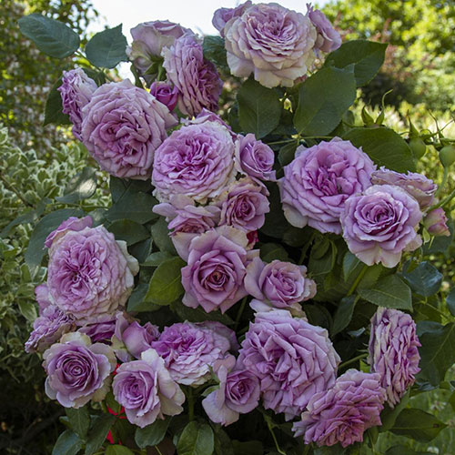 Trandafir Quicksilver