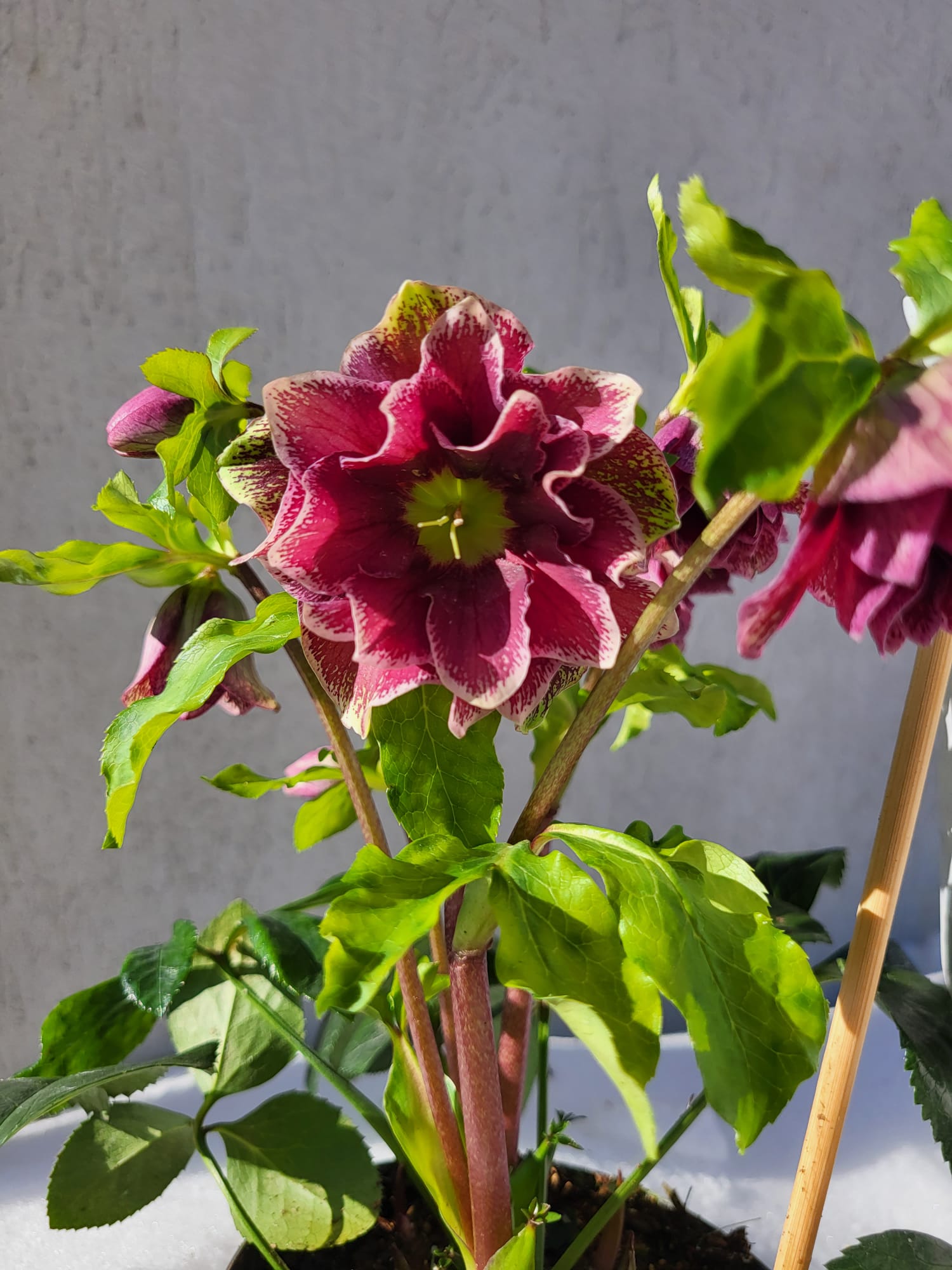 Helleborus Rubina - imagine 3