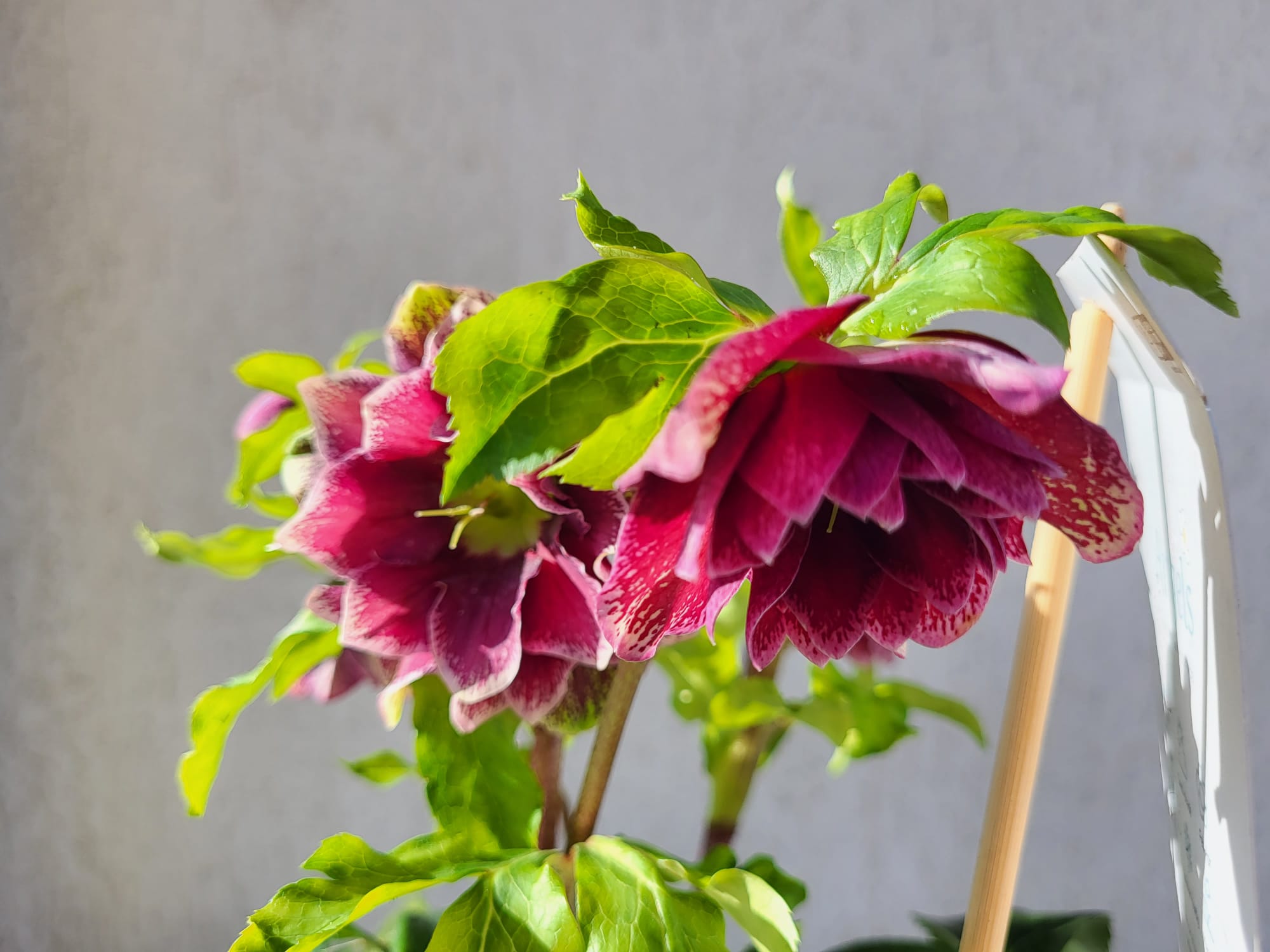 Helleborus Rubina - imagine 2