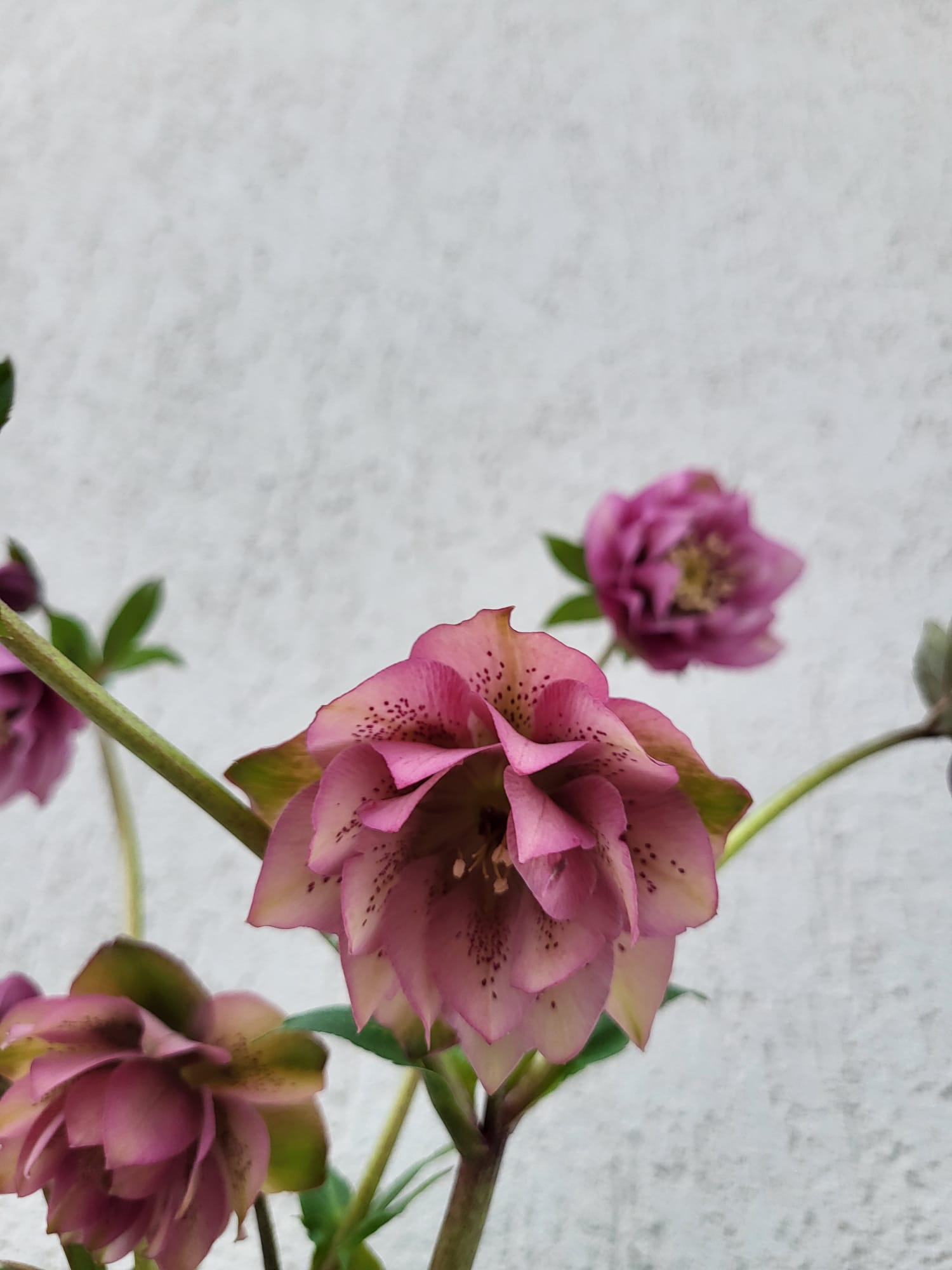 Helleborus Larissa - imagine 4