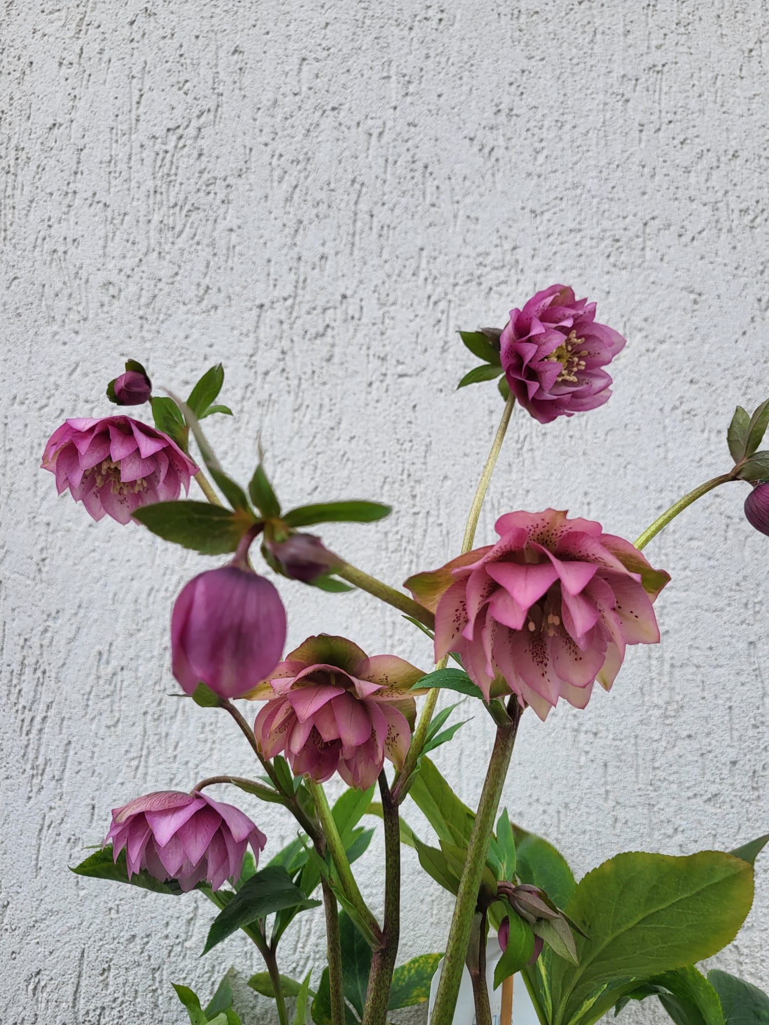 Helleborus Larissa - imagine 3