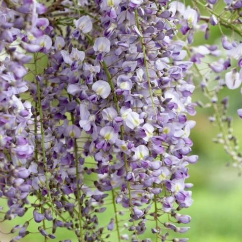 Wisteria Domino - imagine 3