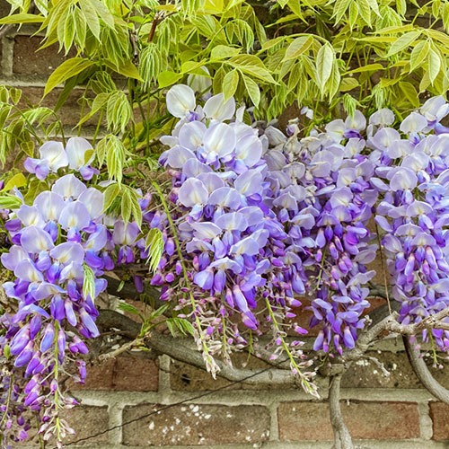 Wisteria Domino