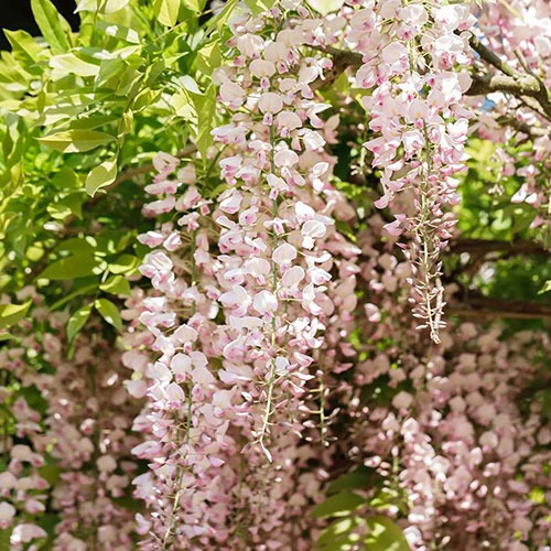 Wisteria Honbeni