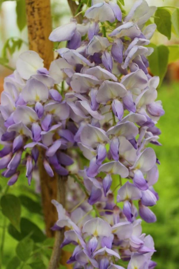 Wisteria Royal Purple - imagine 4