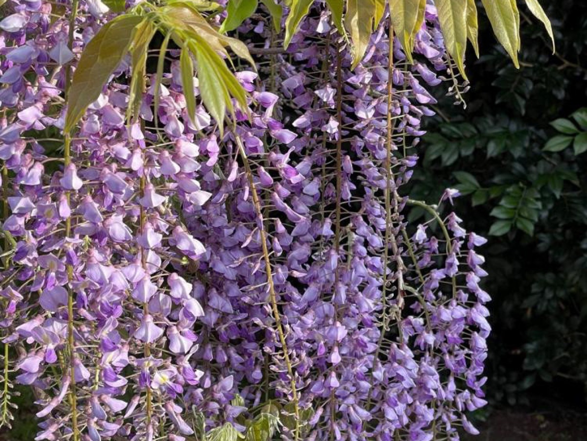 Wisteria Royal Purple - imagine 3