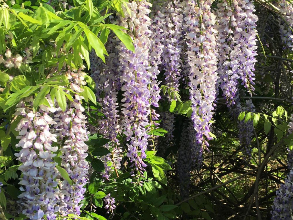 Wisteria Royal Purple - imagine 2