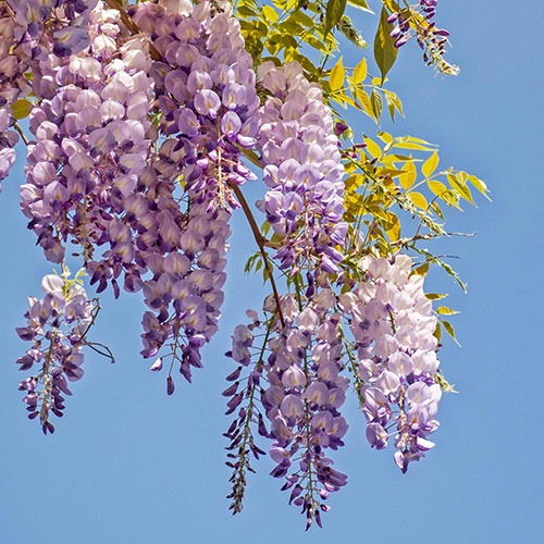 Wisteria Royal Purple