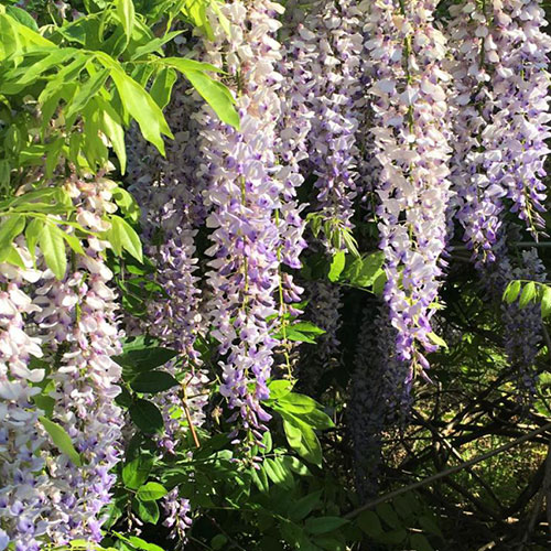 Wisteria (Glicina) Royal Purple