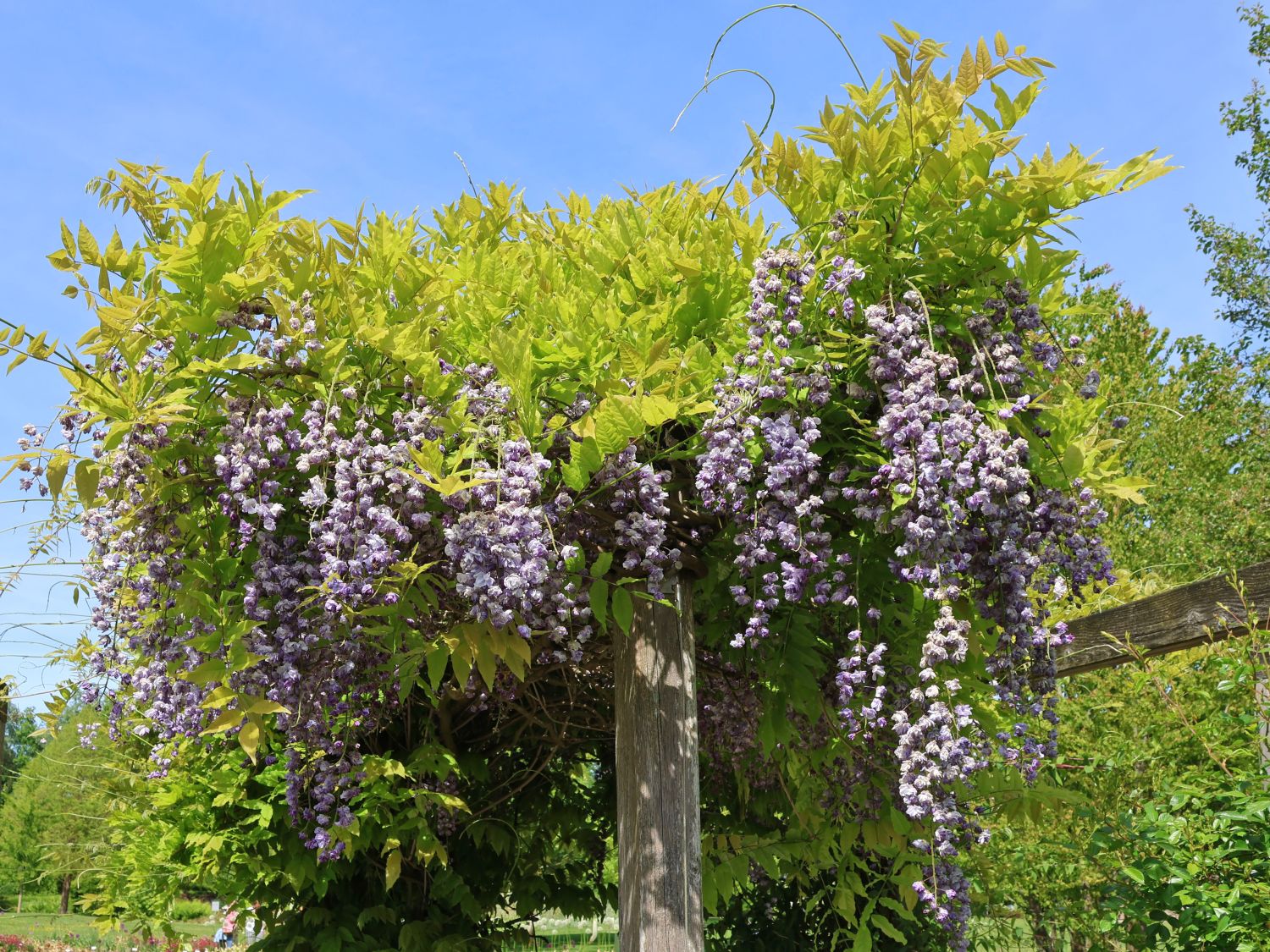 Wisteria Violacea Plena - imagine 5