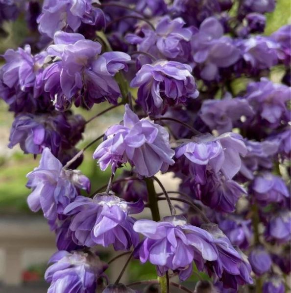 Wisteria Violacea Plena - imagine 4