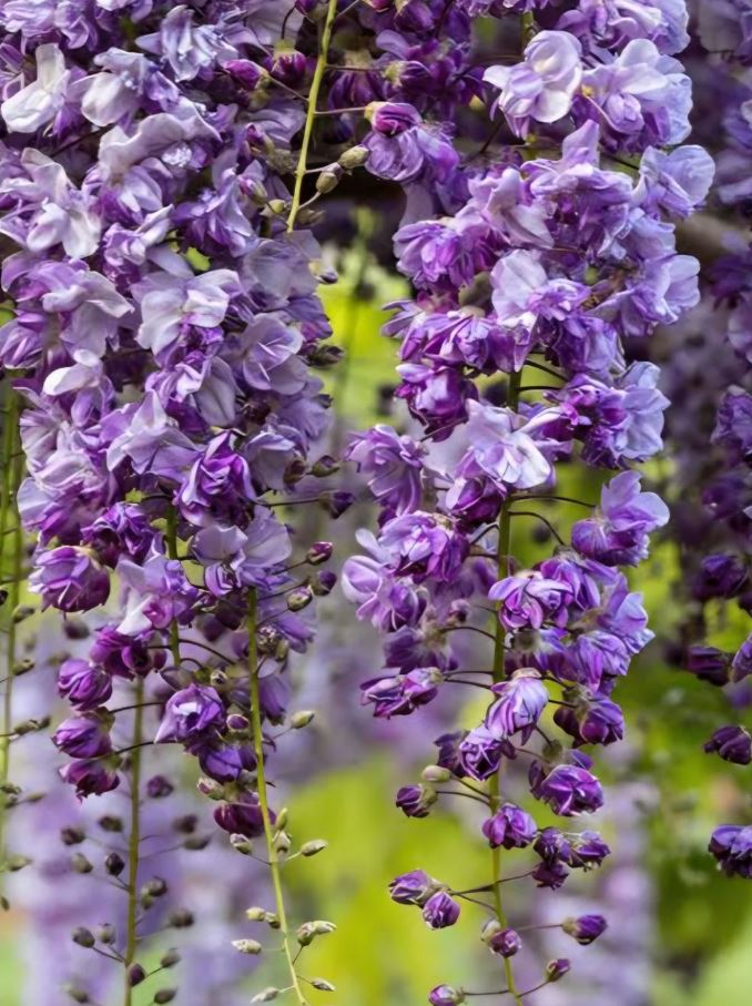 Wisteria Violacea Plena - imagine 3