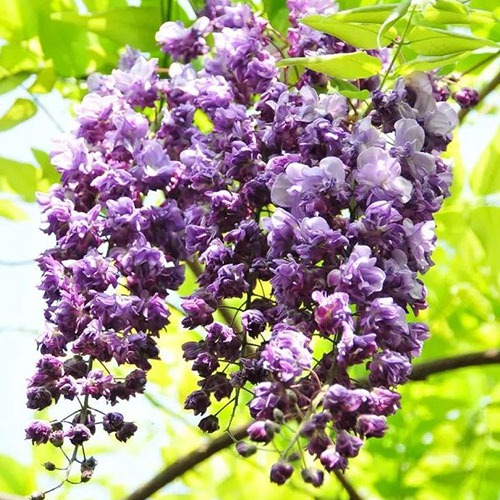 Wisteria Violacea Plena