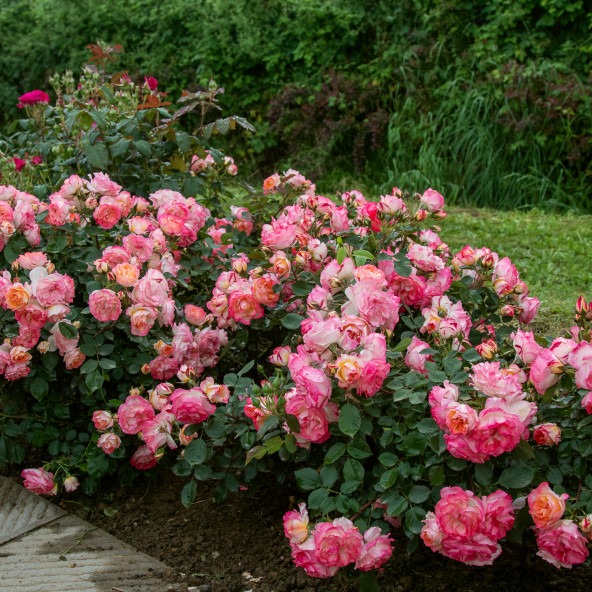 Trandafir Lake Como - imagine 2