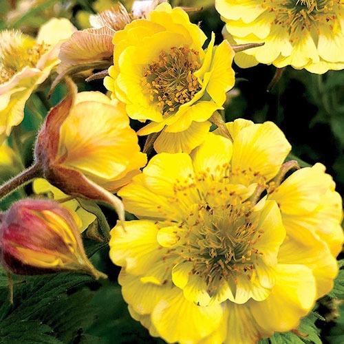 Geum Massimo Giallo