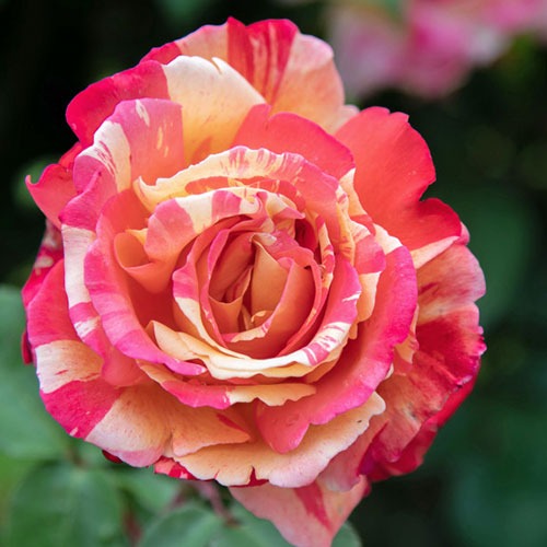 Trandafir Variegata di Barni