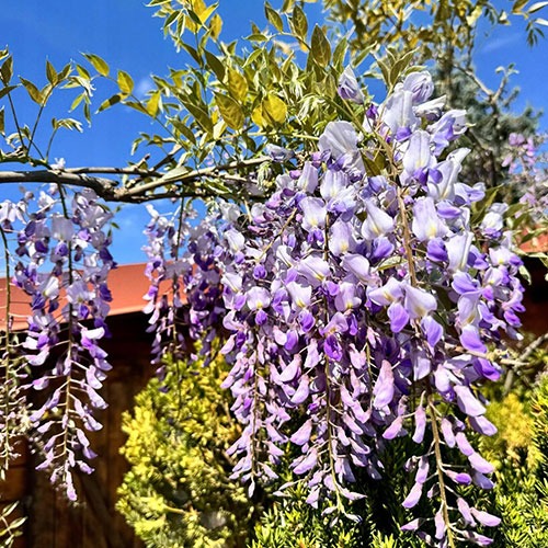 Wisteria Ludwik Lawin