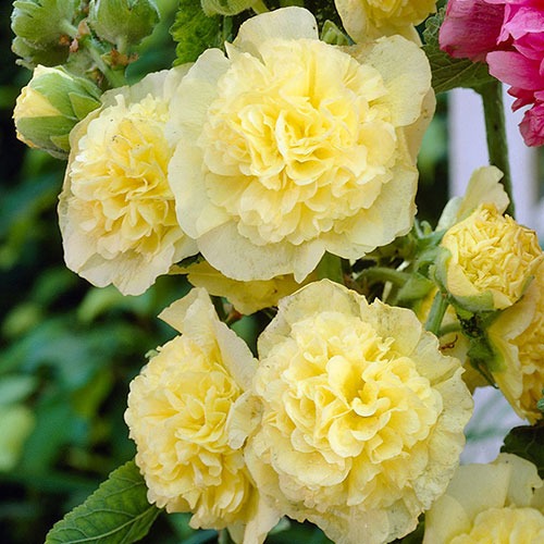 Alcea rosea Chater's Double Yellow