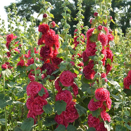 Alcea rosea 'Chater's Double Scarlet'