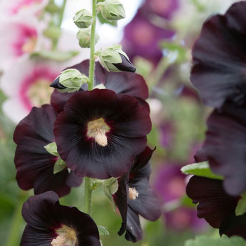 Alcea rosea Nigra