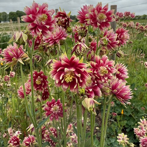 Aquilegia Nora Barlow