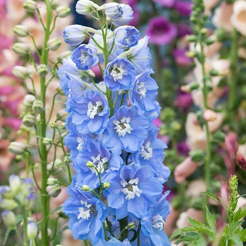 Delphinium ( Nemtisor) Magic Sky Blue