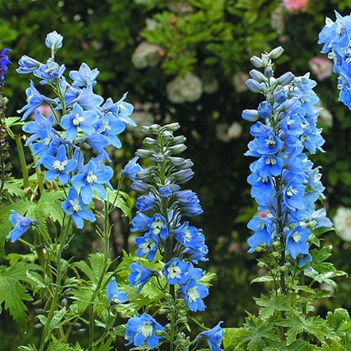 Delphinium Summer Skies