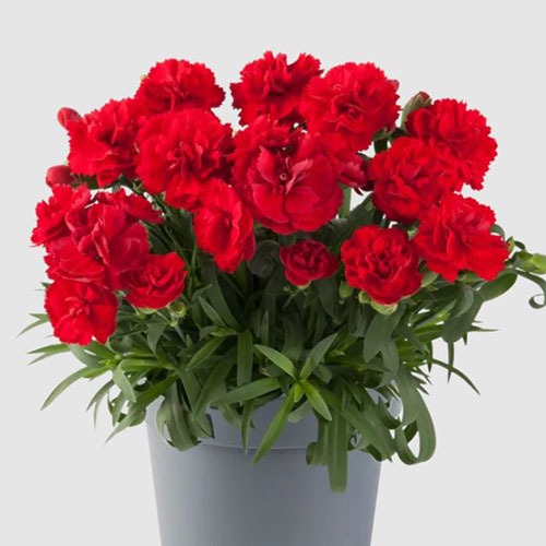 Dianthus Code Bright Red