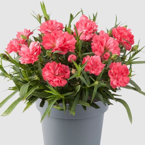 Dianthus Code Salmon
