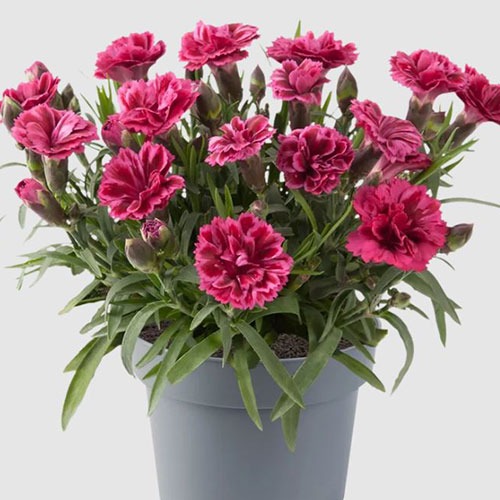 Dianthus Code Bicolour
