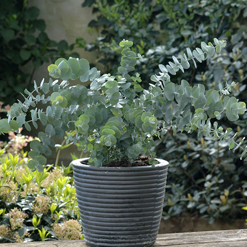 Eucalyptus Baby Blue