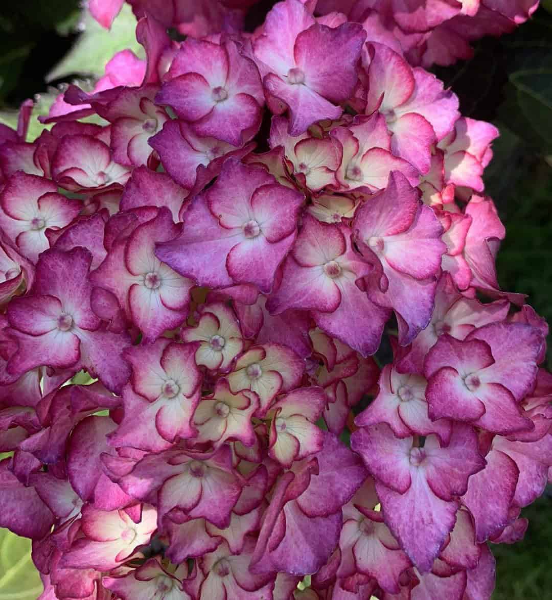 Hortensie Black Diamonds Red Angel Purple - imagine 2