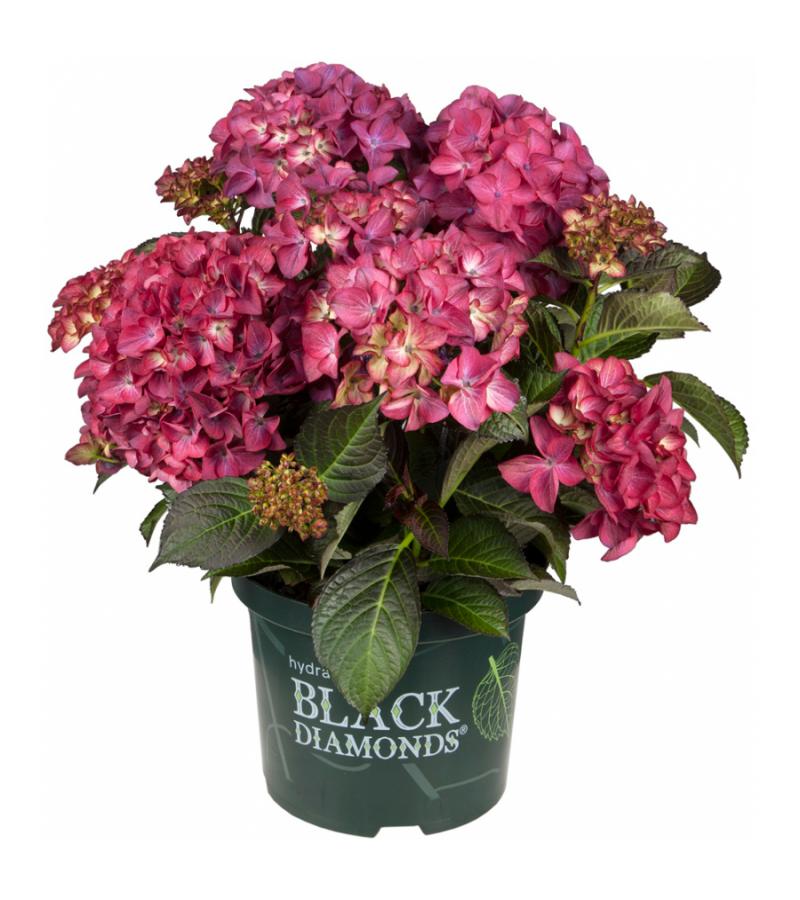 Hortensie Black Diamonds Red Angel Purple - imagine 3