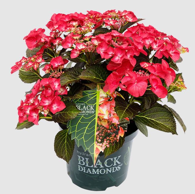Hortensie Black Diamond Red Angel - imagine 3