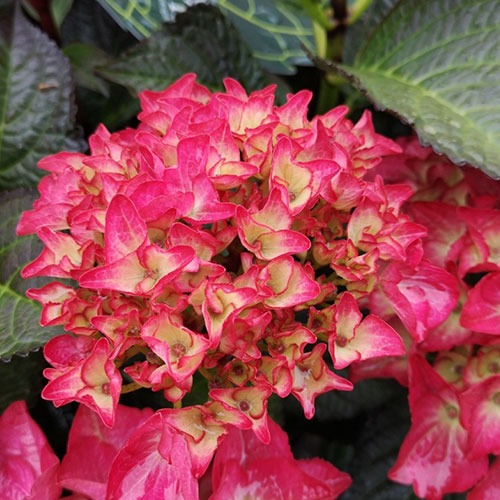 Hortensie Black Diamond Red Angel