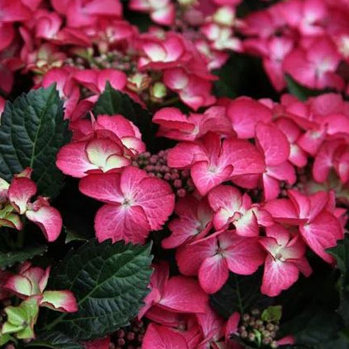 Hortensie Dark Angel Red