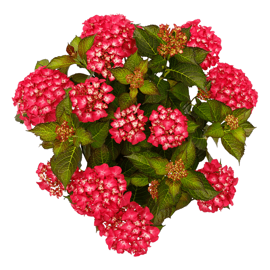 Hortensie Black Diamond Red Angel - imagine 2