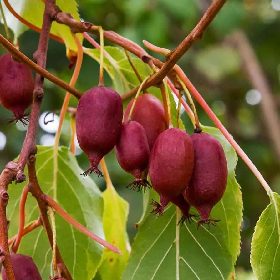 Kiwi Actinidia arguta Scarlet September - imagine 3