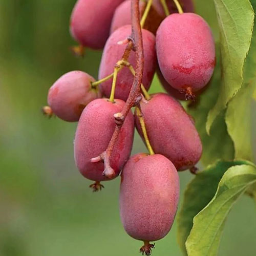 Kiwi Actinidia arguta Scarlet September - imagine 2