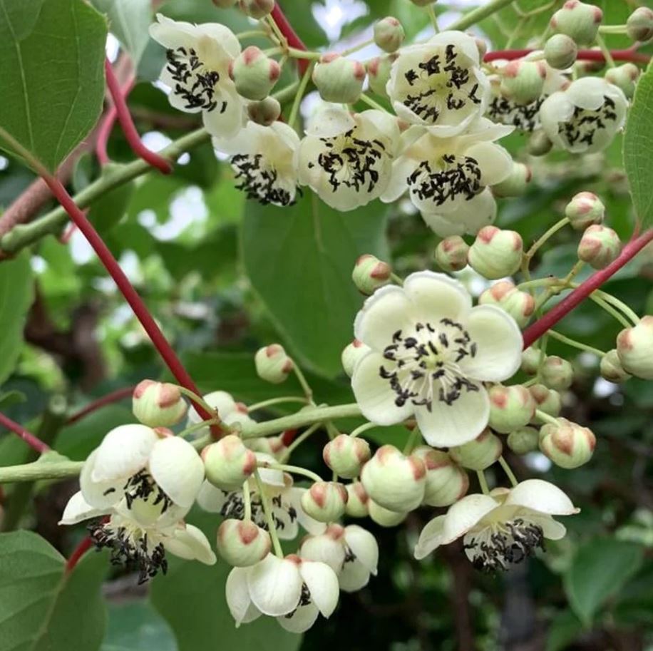 Kiwi Actinidia Arguta Weiki (Mascul)