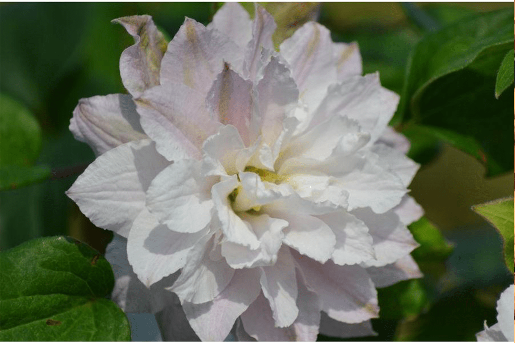 Clematis Dancing Dorien - imagine 2