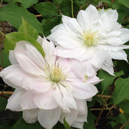 Clematis Dancing Doreen