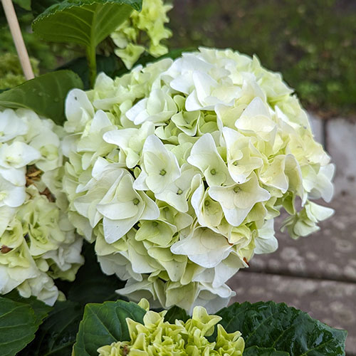 Hortensie Macrophylla For and Ever White