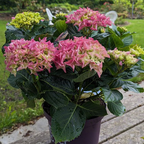 Hortensie Macrophylla For&Ever Pink