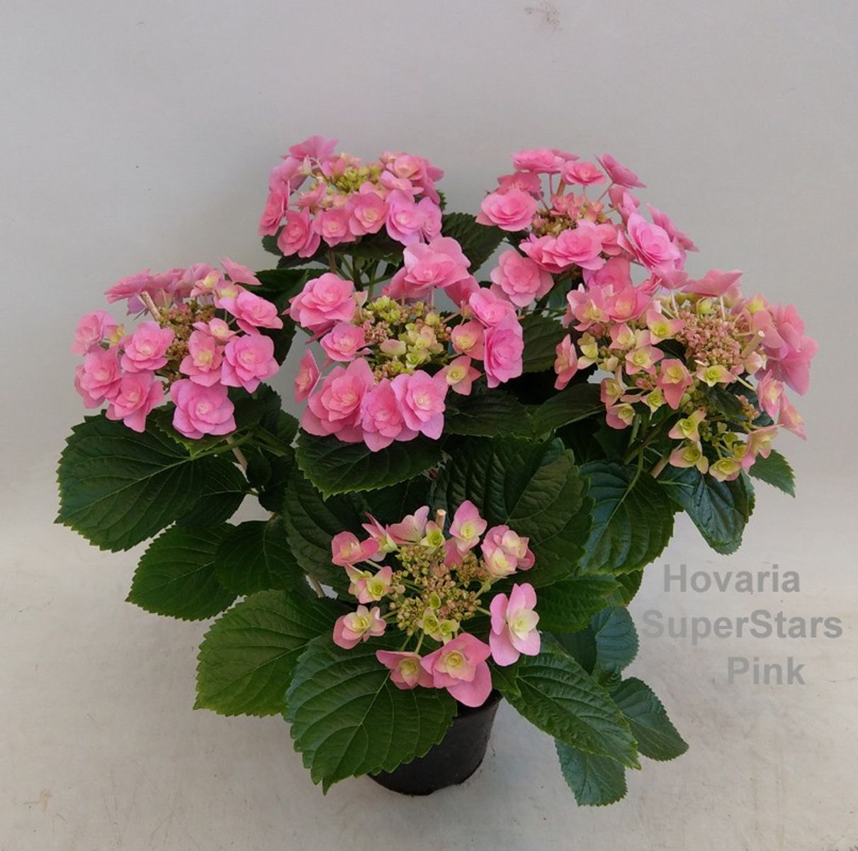 Hortensie Hovaria SuperStars Pink - imagine 2