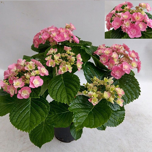 Hortensie Hovaria SuperStars Pink